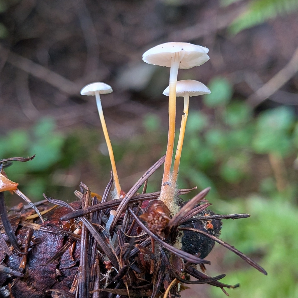 Fir-Cone Mushroom · September 2026 · photo: Photo: (c) Sharon Squazzo, some rights reserved (CC BY) · iNaturalist