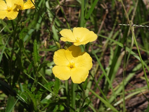 Piriqueta cistoides