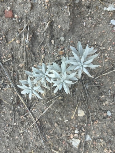 Artemisia ludoviciana