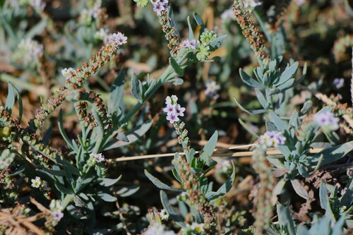 Heliotropium curassavicum