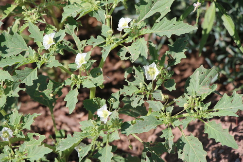 Physalis acutifolia, photograph 6