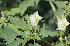 Physalis acutifolia, photograph (c) Zihao Wang, some rights reserved (CC BY)