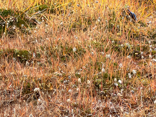 Alpine Foxtail