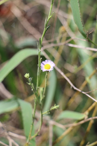 Erigeron divergens