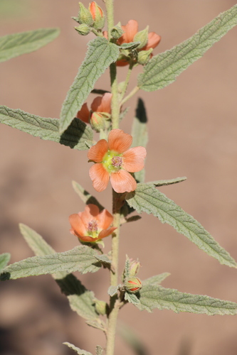 Sphaeralcea angustifolia
