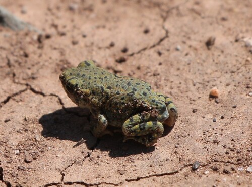 Anaxyrus debilis