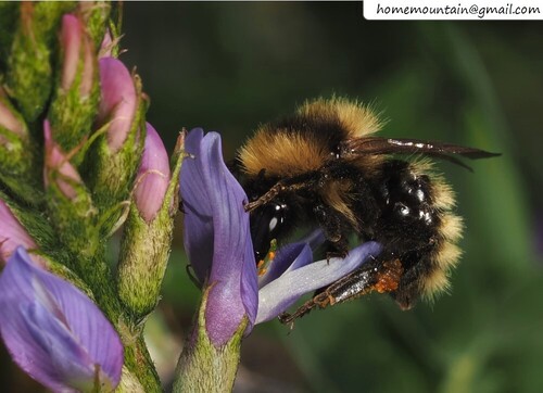Bombus filchnerae