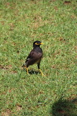 Acridotheres tristis
