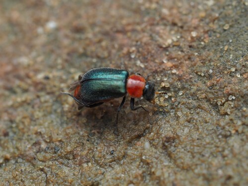 Black-headed Melyrid photo 3