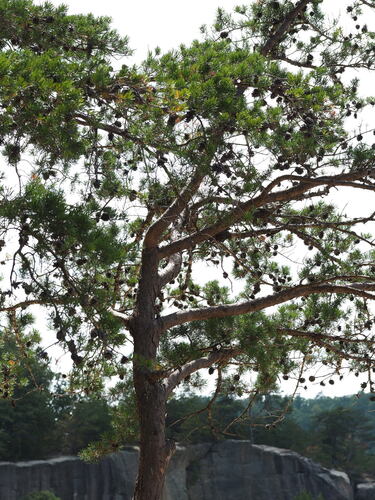 Pinus virginiana, photograph 4