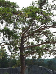 Pinus virginiana, photograph author not stated, no rights reserved