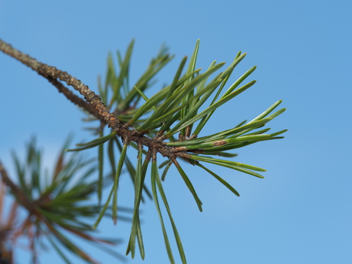 Pinus virginiana, photograph 5