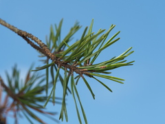 Pinus virginiana, photograph author not stated, no rights reserved