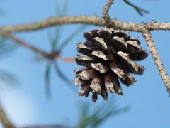 Pinus virginiana, photograph author not stated, no rights reserved