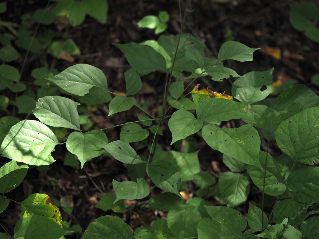 Hylodesmum glutinosum; photograph author not stated, no rights reserved