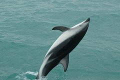 Sagmatias obscurus