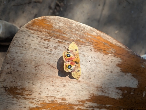 Io Moth