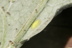Syrphidae