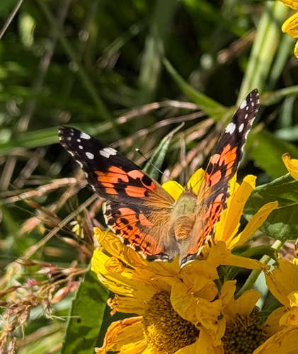 Painted Lady
