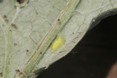 Syrphidae