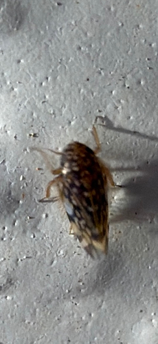 Xestocephalus, 2026-09-09