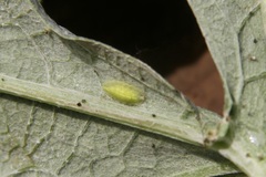 Syrphidae