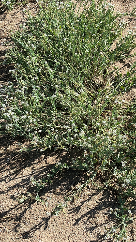 alkali heliotrope