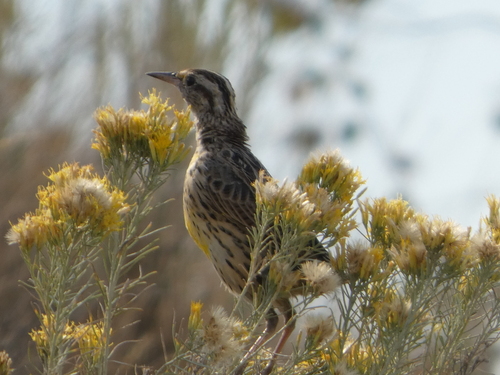 Western Meadowlark