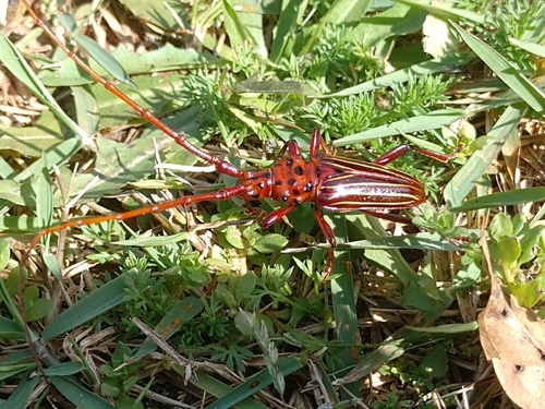 Chydarteres striatus