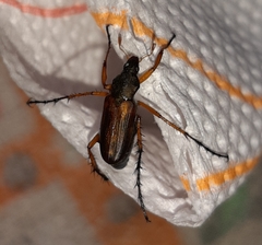 Macrodactylus solisi