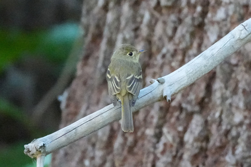 Western Flycatcher