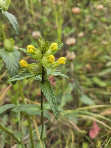 Northern yellow rattle (Rhinanthus groenlandicus)