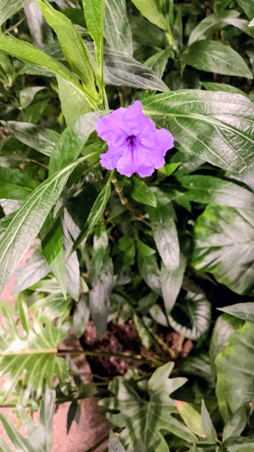 Mexican Ruellia
