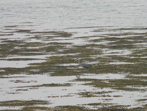 iNaturalist image