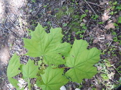 Acer platanoides
