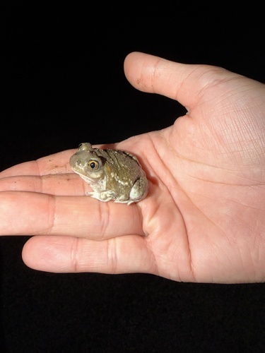 Plains Spadefoot