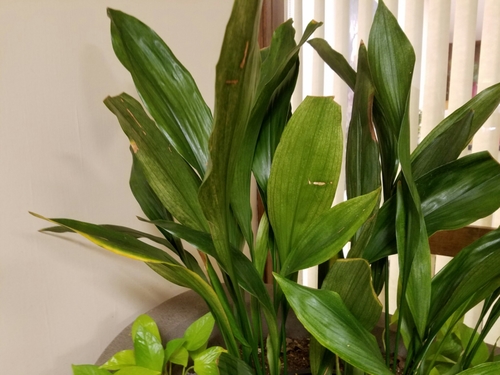 cast-iron plant