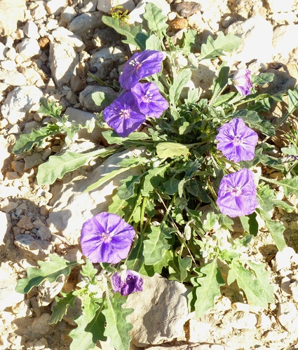 purple groundcherry