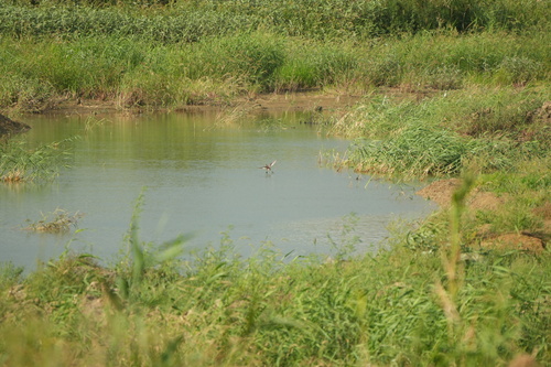 iNaturalist image