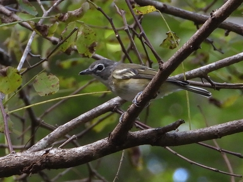 Blue-headed Vireo