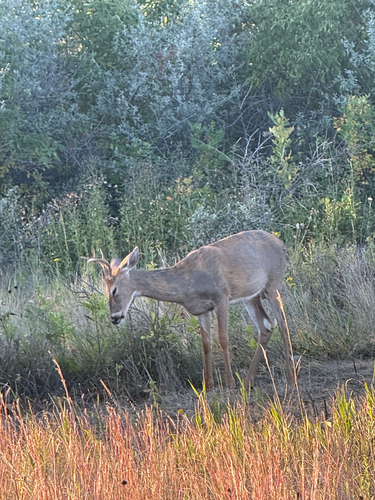 White-tailed Deer