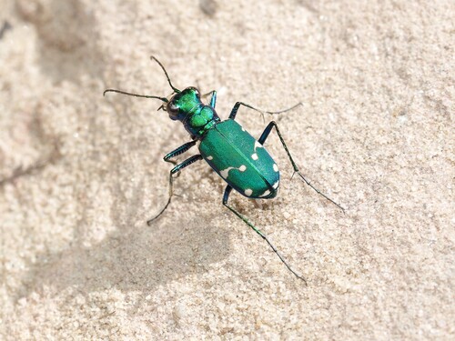 Northern Barrens Tiger Beetle photo 2