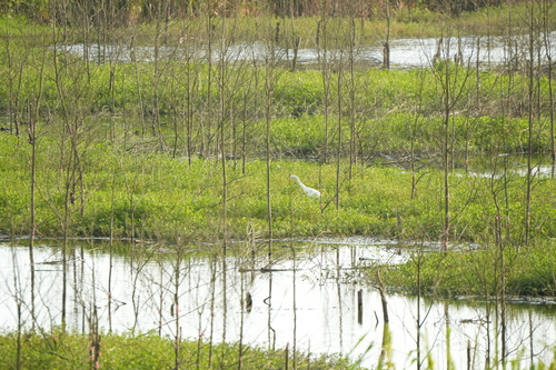 iNaturalist image