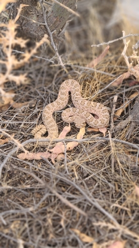 Prairie Rattlesnake