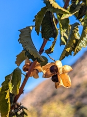 Llagunoa glandulosa, photograph (c) Cochi González, some rights reserved (CC BY)