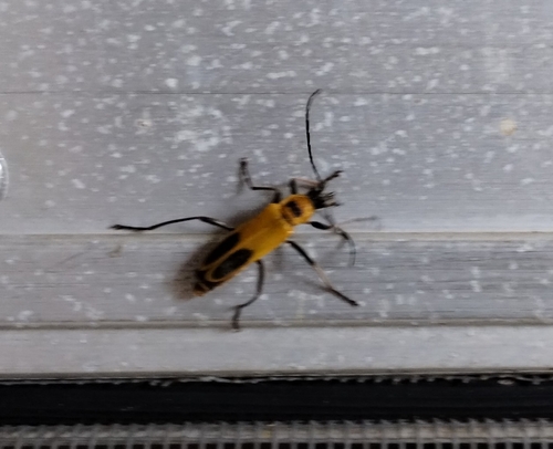 Goldenrod Soldier Beetle