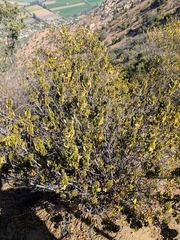 Llagunoa glandulosa, photograph (c) Cochi González, some rights reserved (CC BY)