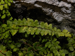 Asplenium nieschalkii