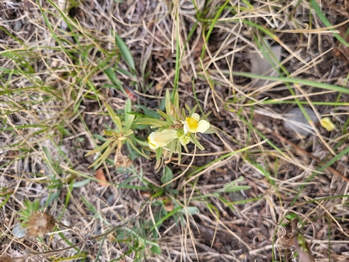 narrowleaf puccoon
