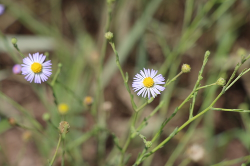 Erigeron divergens
